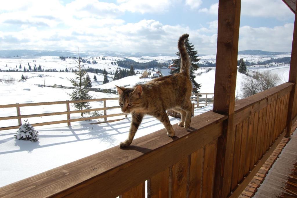 Cabana Motilor Mărişel エクステリア 写真
